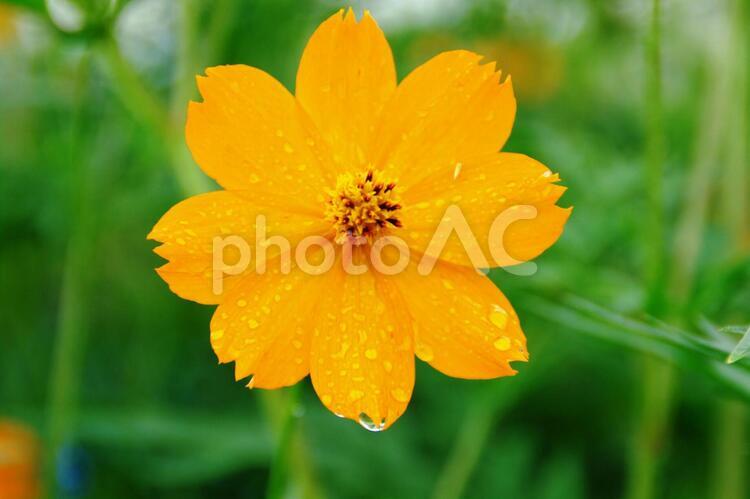 黄花コスモス　花のしずく キバナコスモス,六月の誕生花,開花期は6月ー11月の写真素材