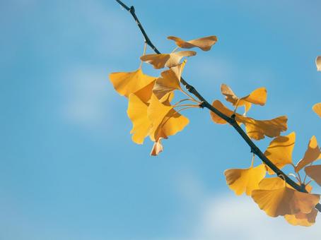 イチョウ イチョウ,イチョウ並木,青空の写真素材