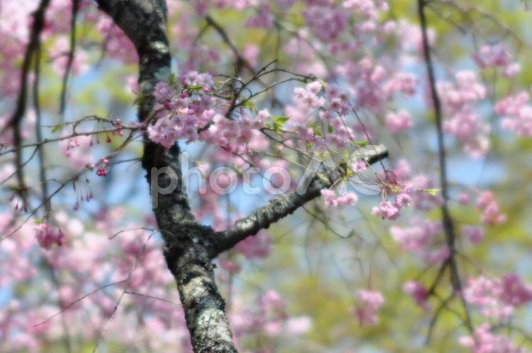 しだれ桜 しだれ桜,桜,ソフトフォーカスの写真素材
