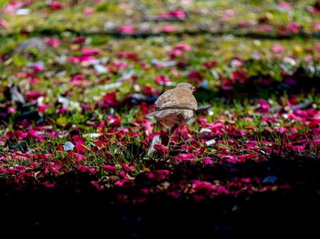 地面を歩くシロハラの写真