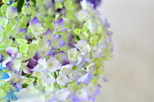 紫陽花の壁紙 紫陽花の壁紙の写真