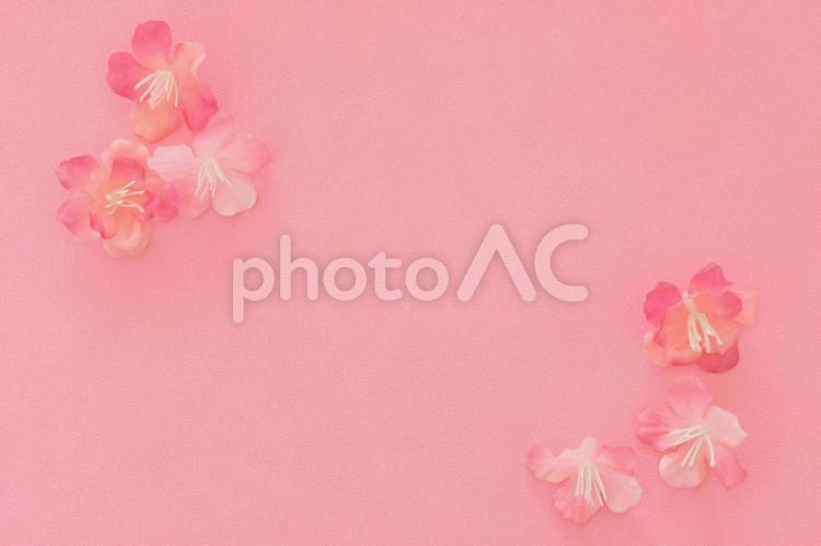 桜の花のフレーム 桜,さくら,フレームの写真素材