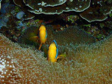 グアムのオレンジフィンアネモネフィッシュ グアムのオレンジフィンアネモネフィッシュ オレンジフィンアネモネフィッシ,クマノミ,魚の写真素材