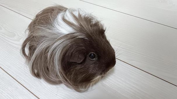 長毛モルモット モルモット,ペット,動物の写真素材