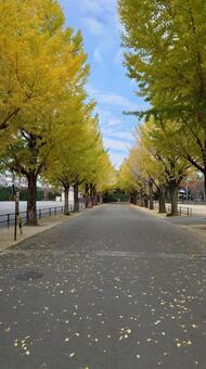 神宮工作所の黄葉の銀杏並木 銀杏並木,黄葉,神宮工作所の写真素材