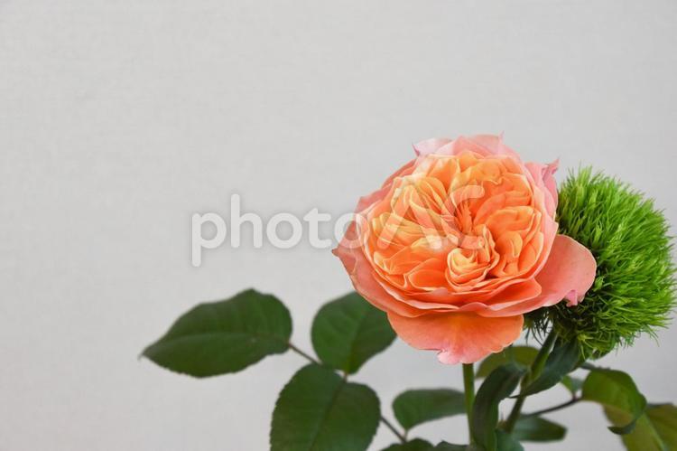 薔薇とテマリソウ ケンジントンガーデン,オレンジ色,ばらの写真素材
