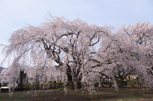 桜 桜の写真