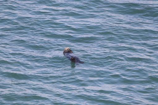 Photo, hokkaido, cape kiritafu, sea, 