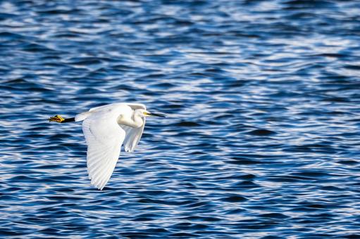 コサギの飛翔⑵ 鳥,コサギ,飛翔の写真素材