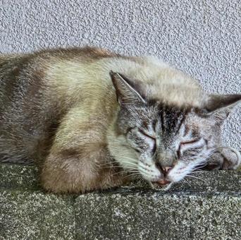 特等席。私も早く帰ろう① 特等席。私も早く帰ろう①の写真