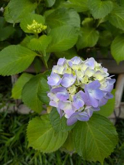紫陽花 紫陽花の写真