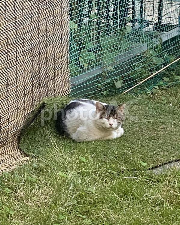 庭で微睡むキジ白野良猫さん　縦画像 猫,キジ白,野良猫の写真素材