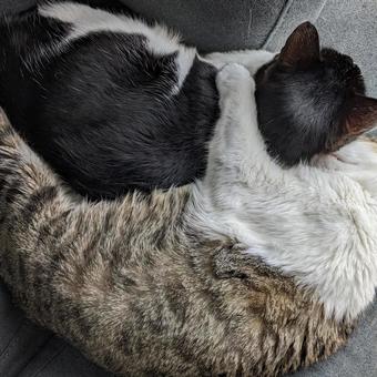 猫のいる暮らし 猫のいる暮らしの写真