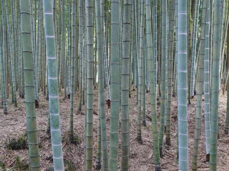 竹林 竹林 東山旧岸邸,入口,御殿場の写真素材
