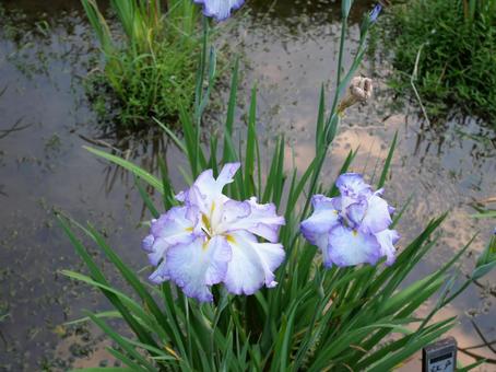 菖蒲の花 紫 菖蒲の花 紫の写真