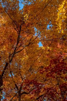 紅葉 紅葉の写真