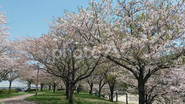 青空が映える筑後川沿いの桜並木 桜,並木,川の写真素材