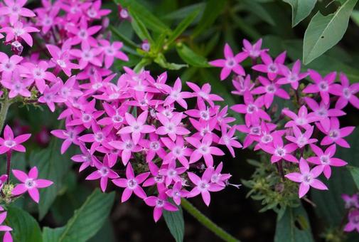 ペンタス ペンタス ペンタス,花,植物の写真素材