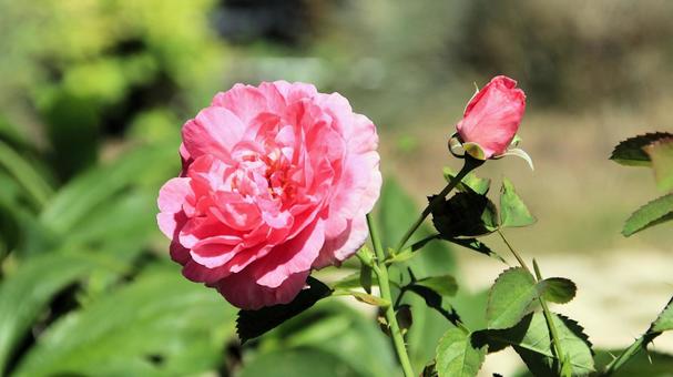 初秋の河口湖畔のピンクの薔薇の花 初秋の河口湖畔のピンクの薔薇の花の写真