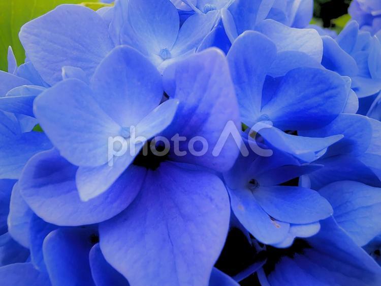 紫陽花 紫陽花,あじさい,アジサイの写真素材