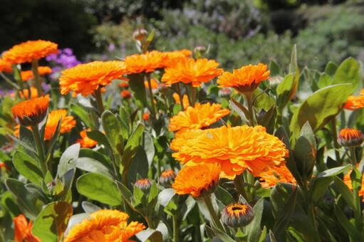 キンセンカ・金盞花　咲く風景 キンセンカ,草花,鮮やかなの写真素材