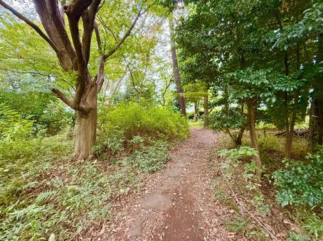 トレイルと木々 木,木々,森の写真素材