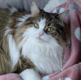 可愛いもふもふな猫 猫,もふもふ,動物の写真素材