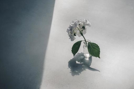 紫陽花 紫陽花 紫陽花,白,スタジオ撮影の写真素材