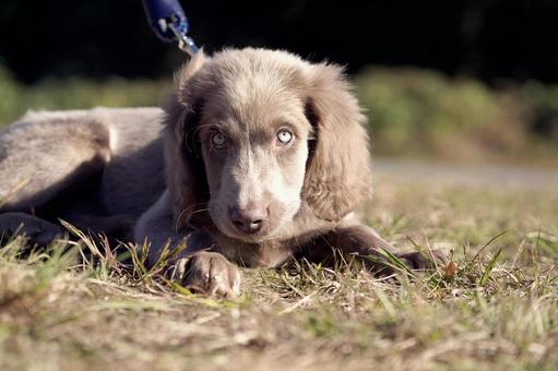 ワイマラナーのパピー 犬,ワイマラナー,パピーの写真素材