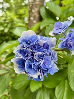 紫陽花 紫陽花の写真