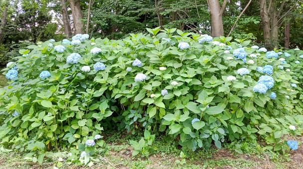 紫陽花2 紫陽花2 アジサイ,青,花の写真素材