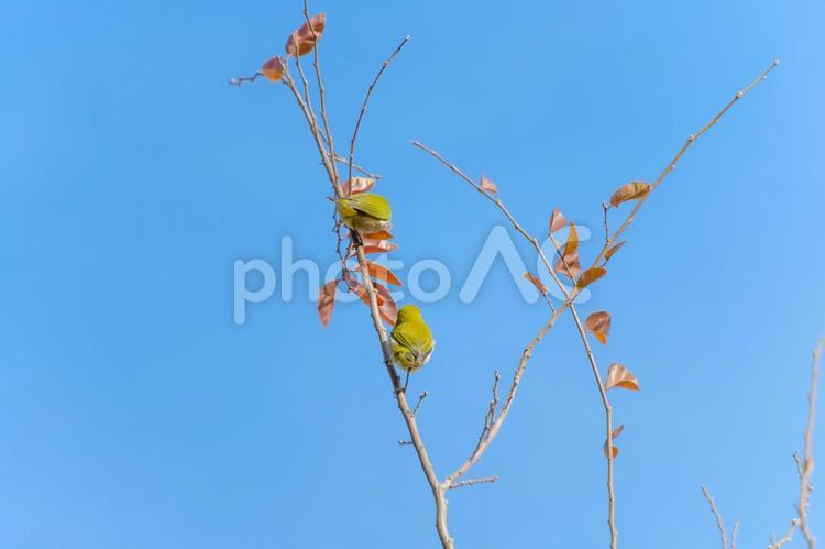 冬の枝にとまるメジロ メジロ,野鳥,冬の写真素材