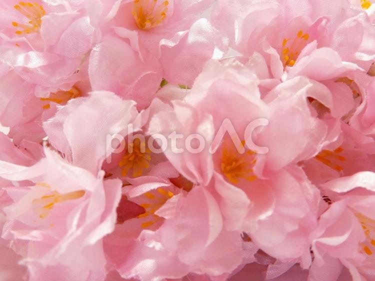 桜の花びらの背景 桜,花びら,さくらの写真素材