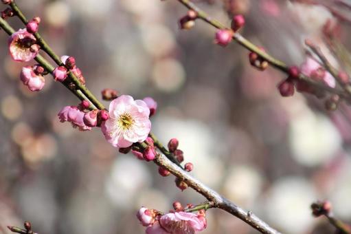 梅の花 梅の花 梅,梅の花,梅畑の写真素材