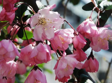 ハナカイドウ・花海棠の咲く風景 カイドウ,花木,紅桃色の写真素材