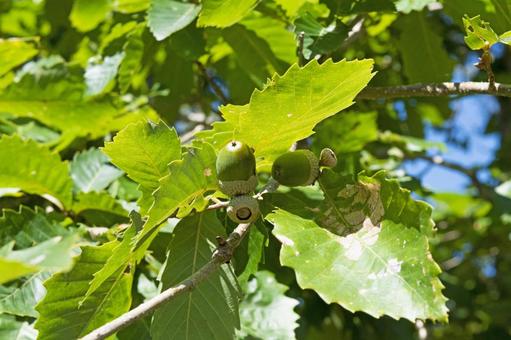 どんぐり２ どんぐり,木の実,自然の写真素材