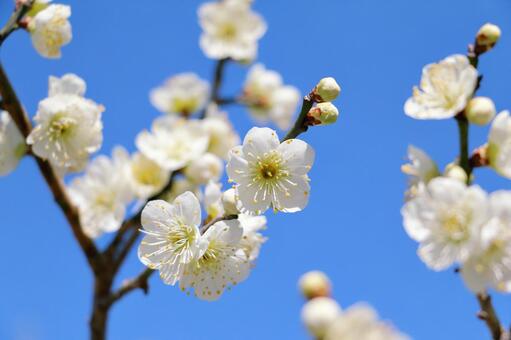青空と梅の花 梅,春,花の写真素材