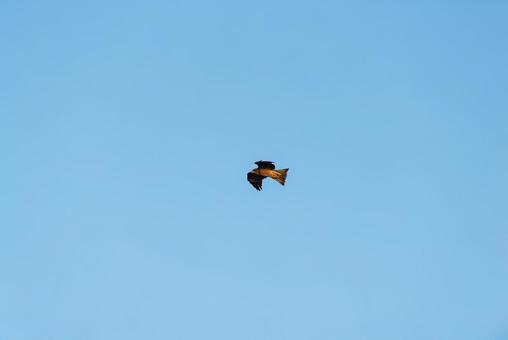 上空から辺りを見回すトビ 上空から辺りを見回すトビ トビ,猛禽類,野鳥の写真素材