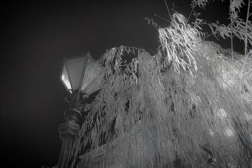 浅草の夜の街灯 浅草,夜,東京の写真素材