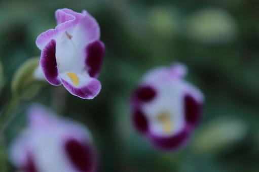 白紫の縁取りの花 白紫の縁取りの花の写真