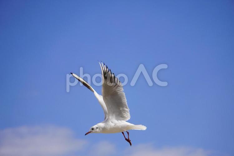 晴れの日のカモメ カモメ,鴎,かもめの写真素材