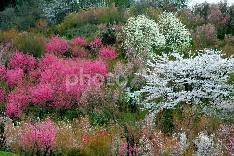 花咲く春の風景 花,咲く,花咲くの写真素材