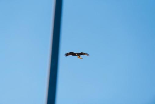 大空を優雅に舞うトビ トビ,猛禽類,野鳥の写真素材