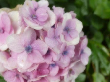 紫陽花 紫陽花の写真