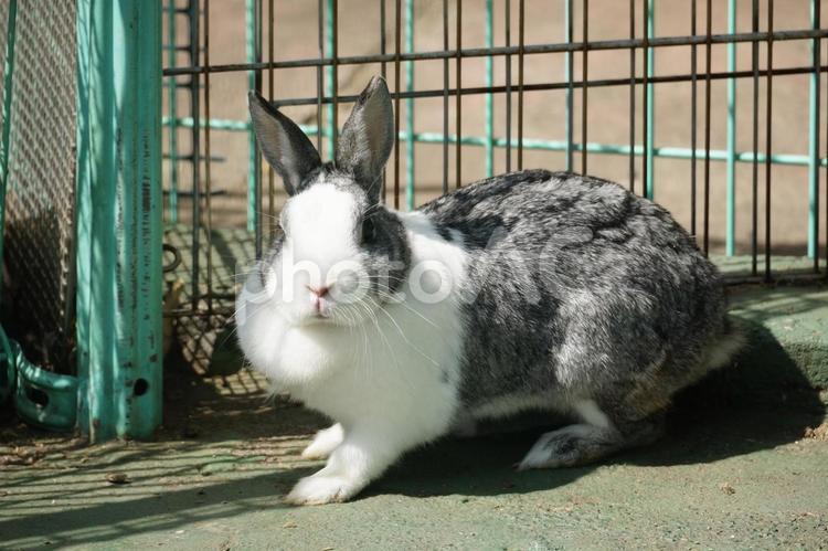 ウサギ小屋で飼育しているウサギ ウサギ,ウサギ小屋,飼育の写真素材