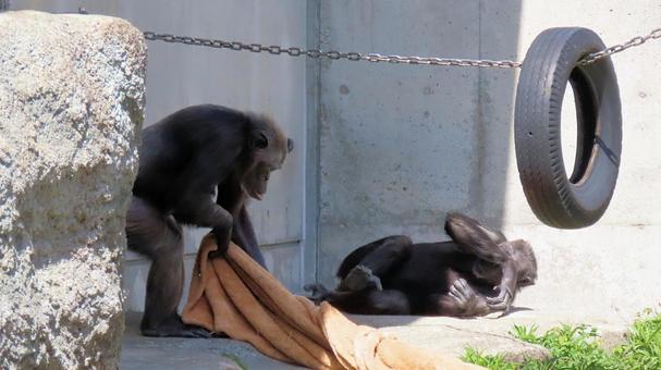 春の陽ざしが眩しい昼寝中のチンパンジー 春の陽ざしが眩しい昼寝中のチンパンジー チンパンジー,浜松市動物園,準備の写真素材