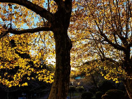 黄金色広がる逆光 紅葉,銀杏,茂原公園の写真素材