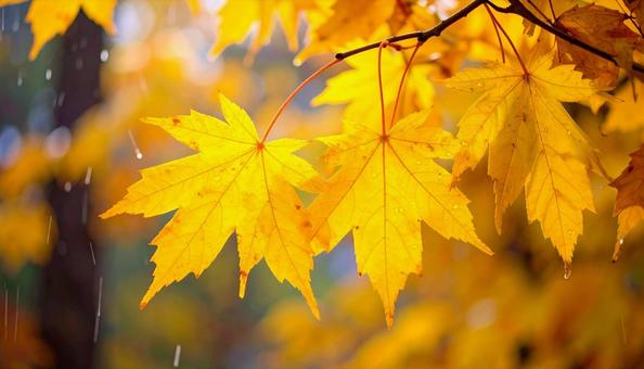 雨の中のもみじ 秋の紅葉 雨の中のもみじ 秋の紅葉の写真