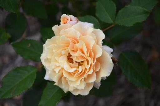 Photo, hokkaido, summer, flower, 