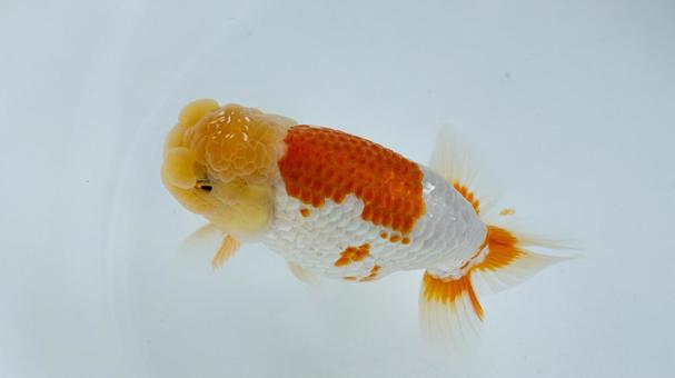 【魚の写真】らんちう(金魚) 【魚の写真】らんちう(金魚) ペット,水槽,魚の写真素材